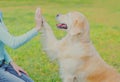 Golden Retriever dog giving paw to hand high five owner woman on grass training in park
