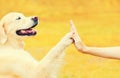 Golden Retriever dog giving paw to hand high five owner woman outdoors training in autumn park Royalty Free Stock Photo