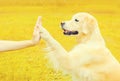 Golden Retriever dog giving paw to hand high five owner woman outdoors training in autumn park Royalty Free Stock Photo