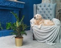 Golden retriever dog on gray armchair in house or hotel lobby. Royalty Free Stock Photo