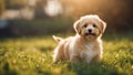 golden retriever dog Happy little orange havanese puppy dog is sitting in the grass Royalty Free Stock Photo