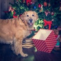 Golden retriever dog and his chrstmas box posing and watching