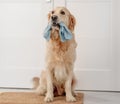 Golden retriever dog at home