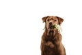 Golden retriever dog holding flower Royalty Free Stock Photo