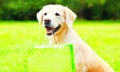 Golden Retriever dog is holding a green shopping bag in the teeth Royalty Free Stock Photo