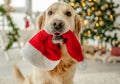 Golden retriever dog in Christmas time Royalty Free Stock Photo