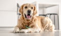 Golden retriever dog at home Royalty Free Stock Photo