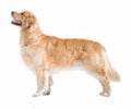 Golden retriever dog isolated Royalty Free Stock Photo
