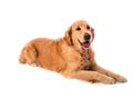 Golden Retriever dog isolated on white Royalty Free Stock Photo