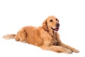 Golden Retriever dog isolated on white Royalty Free Stock Photo