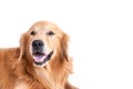 Golden retriever dog isolated Royalty Free Stock Photo