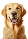 Golden Retriever Dog isolated on white background Royalty Free Stock Photo