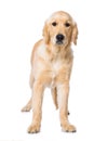 Golden retriever dog isolated on white background Royalty Free Stock Photo