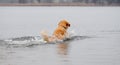 Golden Retriever Dog Jumped Into Lake Water