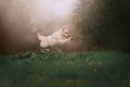 Golden retriever dog jumping in the grass Royalty Free Stock Photo