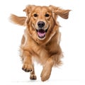 Golden Retriever dog jumping and looking at camera isolated on white background Royalty Free Stock Photo