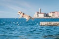 Golden Retriever dog jumping into sea Royalty Free Stock Photo