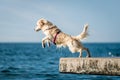 Golden Retriever dog jumping into sea Royalty Free Stock Photo