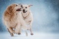 Golden retriever dog with Labrador running under the snow in the winter. Royalty Free Stock Photo