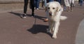 Golden Retriever Dog, Leash Walk with his Mistress, Courseulles sur Mer, Normandy Royalty Free Stock Photo