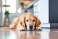 Golden retriever dog lies on the floor with sad eyes at home. Dog waiting for owner Royalty Free Stock Photo