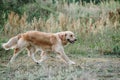 Golden retriever dog lies on the grass Royalty Free Stock Photo