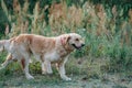 Golden retriever dog lies on the grass Royalty Free Stock Photo