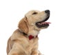 Golden retriever dog looking aside, panting Royalty Free Stock Photo