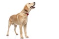 Golden retriever dog looking aside, sticking out his tongue Royalty Free Stock Photo