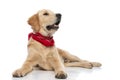 golden retriever dog looking away, panting and lying down Royalty Free Stock Photo