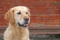 Golden retriever dog looking with a blurry background