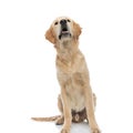Golden retriever dog looking at something that made him curious Royalty Free Stock Photo
