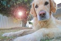 Golden retriever dog looking unsure with lens flare