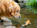 Golden retriever dog looks at the fish in the water Royalty Free Stock Photo