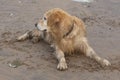 A Golden Retriever dog lounged in the sand after bathing and now lies wet and dirty and looks aside