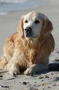 Golden retriever dog lying on the beach