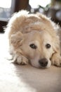 Golden Retriever dog lying down in home environment Royalty Free Stock Photo
