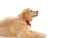 Golden retriever dog lying down, looking up