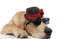 golden retriever dog lying down rocking a pair of sunglasses