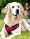 a golden retriever dog is lying in the grass with its tongue hanging out and Royalty Free Stock Photo