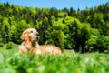 Golden retriever, dog is lying in the summer