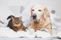 Happy young golden retriever dog and cute mixed breed tabby cat Royalty Free Stock Photo