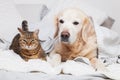 Happy young golden retriever dog and cute mixed breed tabby cat Royalty Free Stock Photo