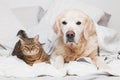 Happy young golden retriever dog and cute mixed breed tabby cat Royalty Free Stock Photo