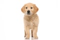 Golden retriever dog with nice fluffy hair, standing and looking