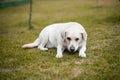 Golden retriever dog outdoors in summer