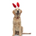 Golden retriever dog panting, wearing bunny ears Royalty Free Stock Photo