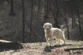 Golden retriever dog in the park with bare trees in autumn Royalty Free Stock Photo