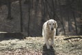 Golden retriever dog in the park with bare trees in autumn Royalty Free Stock Photo