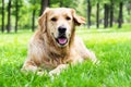 Golden Retriever dog at the park Royalty Free Stock Photo